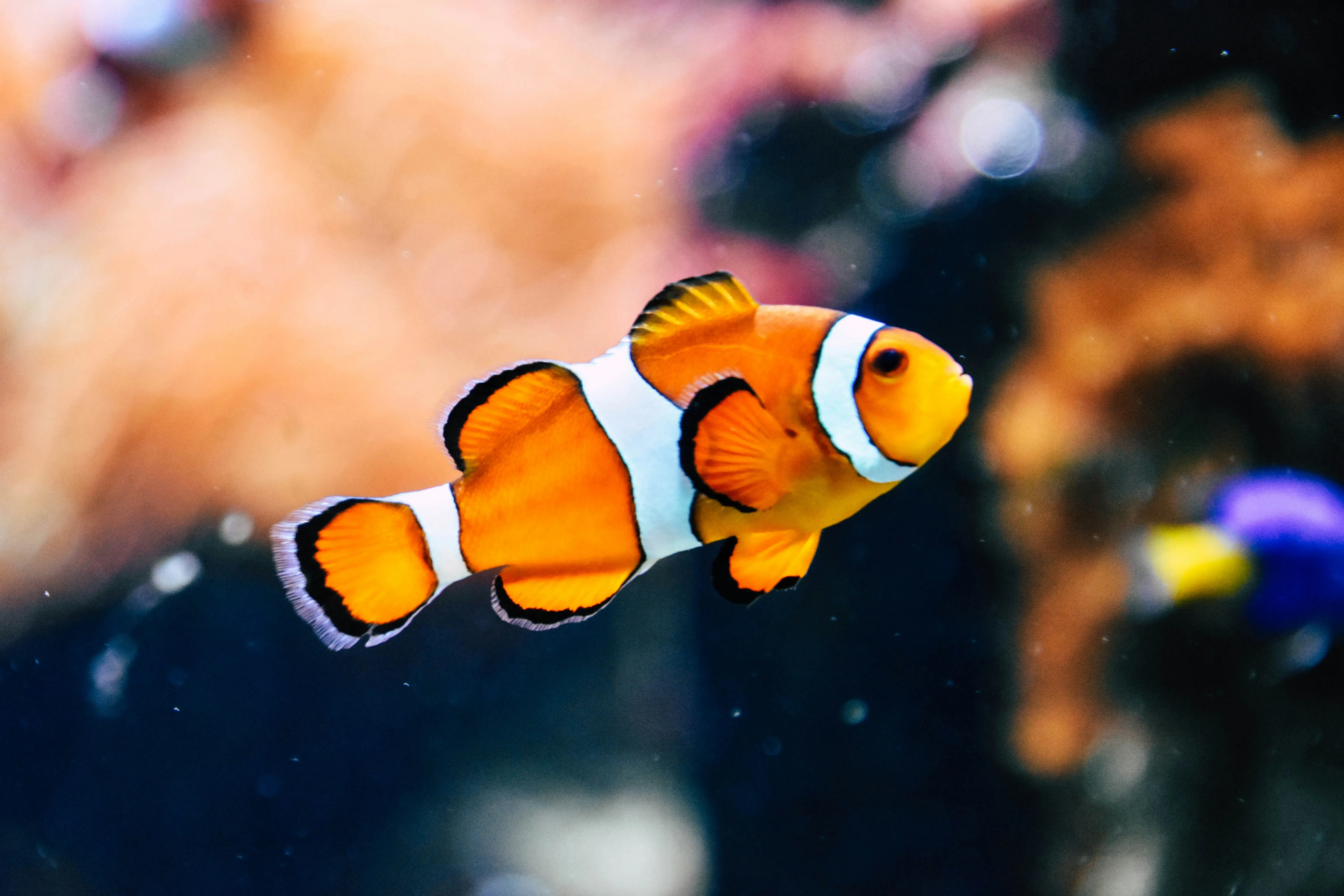 Colorful tropical fish in aquarium